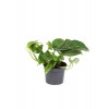 Küçük Patos Bitkisi (Golden Pothos) 10-20 cm