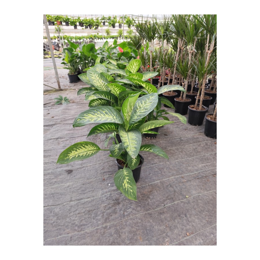 Difenbahya Canlı Salon Çiçeği Dieffenbachia Ev Ofis Bitkisi 50-55 cm Difenbahya Canlı Salon Çiçeği Dieffenbachia Ev Ofis Bitkisi 50-55 cm