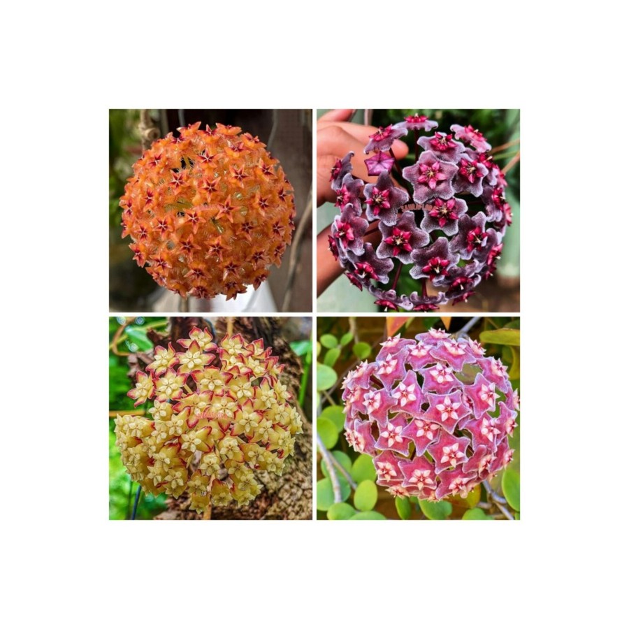 Pudra Renkli Mum Çiçeği Fidanı 10-20 cm