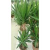 Yucca - Yuka Çiçeği 2 Gövdeli 125-150 Cm