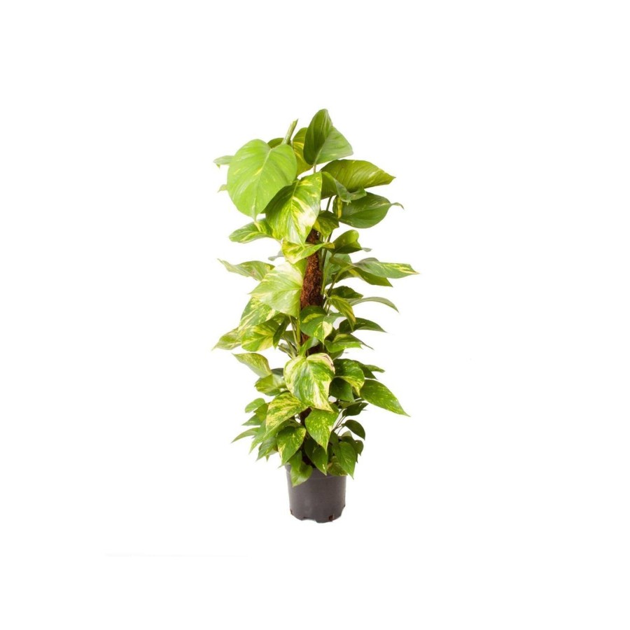 Epipremnum Aureum Mosstok Çubuklu | Salon Sarmaşığı Patos 21cm Ø H:110 Epipremnum Aureum Mosstok Çubuklu | Salon Sarmaşığı Patos 21cm Ø H:110