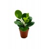 Umut Bitkisi Peperomia Obtusifolia