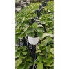 Pilea Para Çiçeği 20 Cm