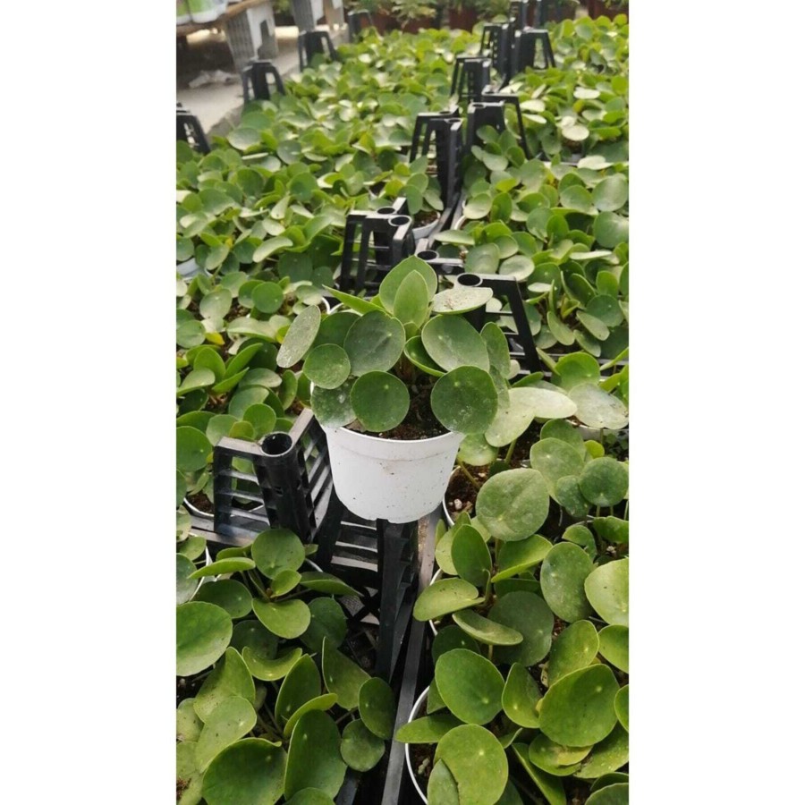 Pilea Para Çiçeği 20 Cm