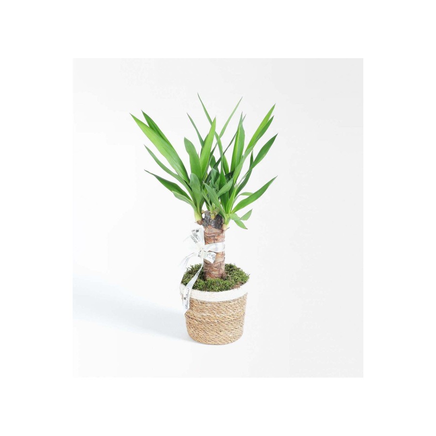 Hasır Sepette Tekli Yucca
