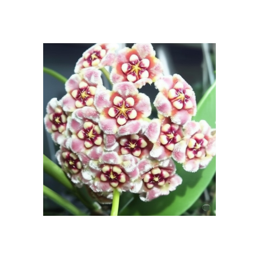 Pembe Kadife Yıldızı Hoya Carnosa Mum Çiçeği Fidanı Pembe Kadife Yıldızı Hoya Carnosa Mum Çiçeği Fidanı