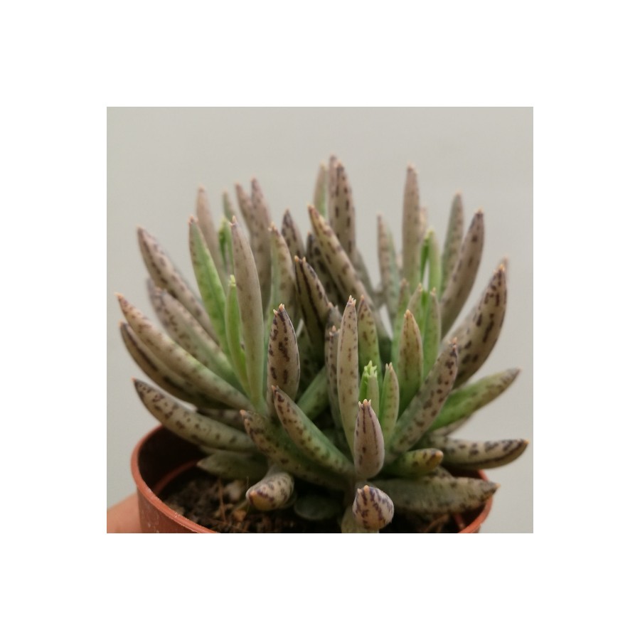Kalanchoe Daigremontiana, Aşkın Gözyaşı Bitkisi Sukulent
