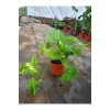 Salon Sarmaşığı Pothos Çiçeği Patos Çiçeği - 25 30 cm Saksıda Canlı Çiçek