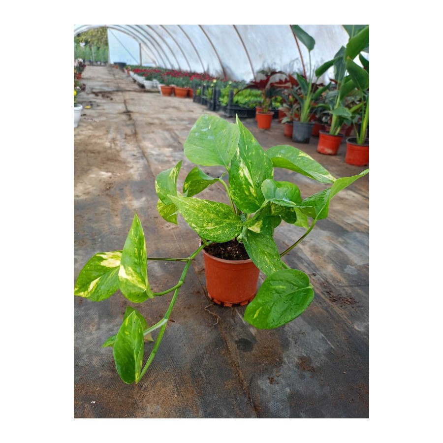 Salon Sarmaşığı Pothos Çiçeği Patos Çiçeği - 25 30 cm Saksıda Canlı Çiçek Salon Sarmaşığı Pothos Çiçeği Patos Çiçeği - 25 30 cm Saksıda Canlı Çiçek