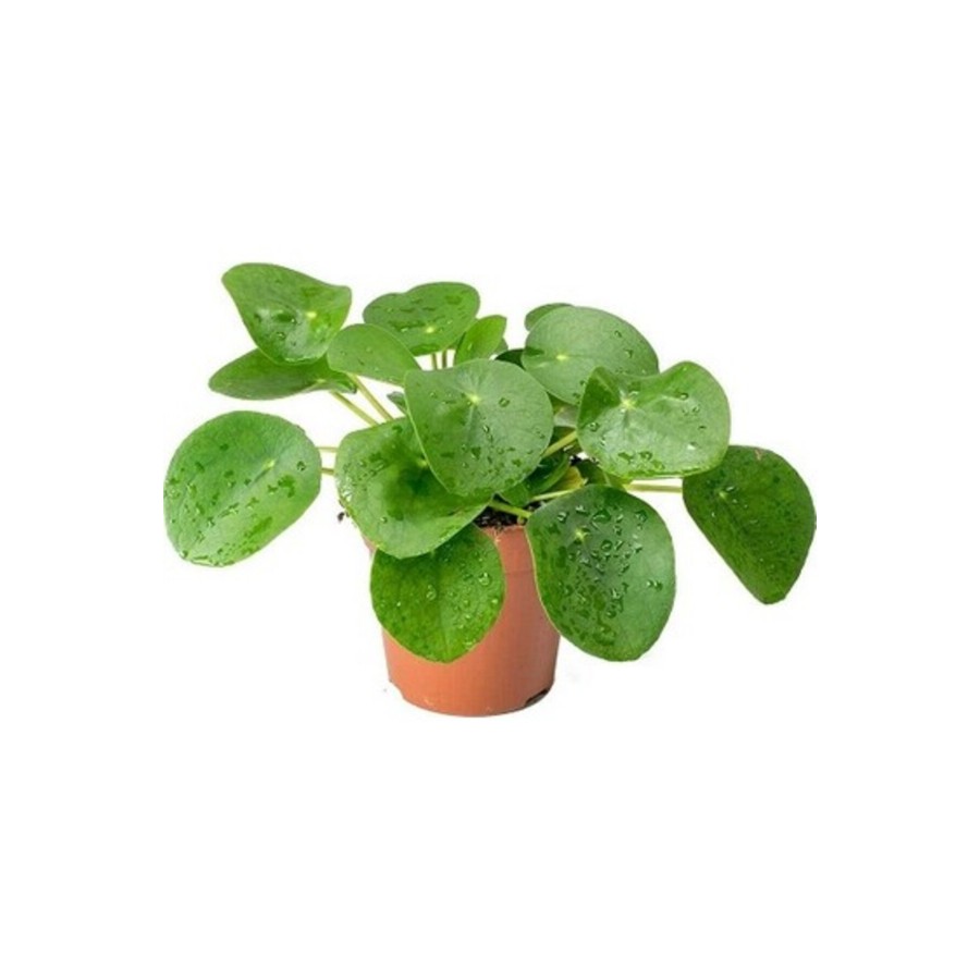 Çin Para Çiçeği Çin Para Bitkisi Pilea Peperoms