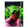 Portulacaria Afra - Yeşim Ağacı - Sukulent Bitkisi 5,5 Cm Çap Üretim Saksısında