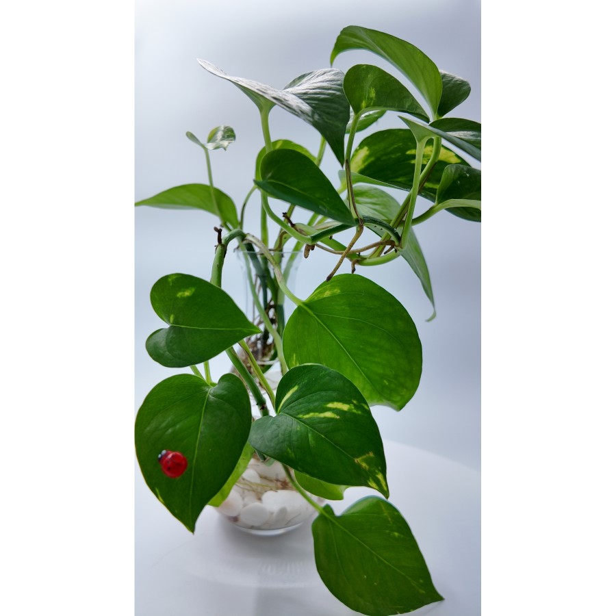 Salon Sarmaşığı (Pothos) – Canlı Dekoratif Suda Yetişen Bitki