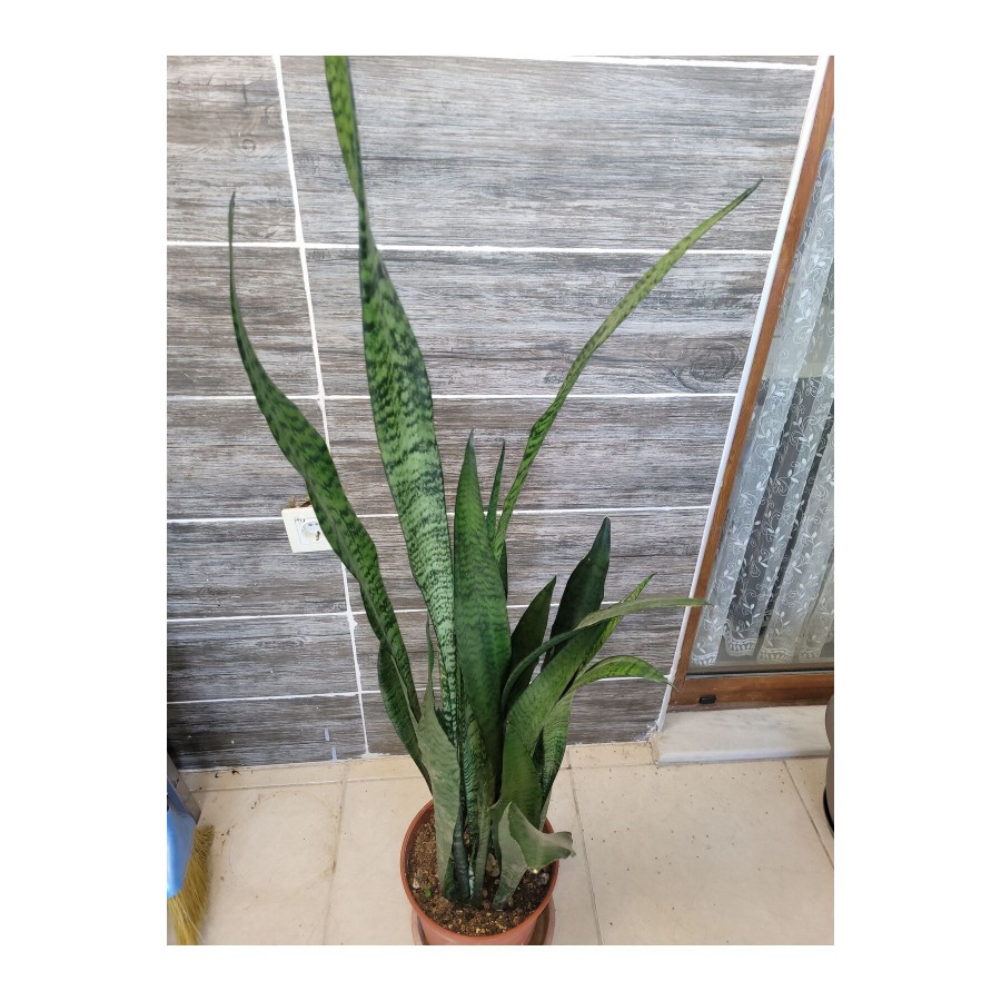 Sansevieria Zeylanica (Paşa Kılıcı)Peygamber kılıcı