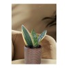 Peygamber kılıcı Paşa kılıcı Sansevieria taş saksıda Peygamber kılıcı Paşa kılıcı Sansevieria taş saksıda