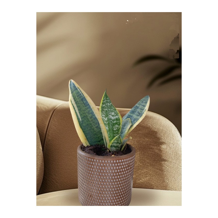 Peygamber kılıcı Paşa kılıcı Sansevieria taş saksıda