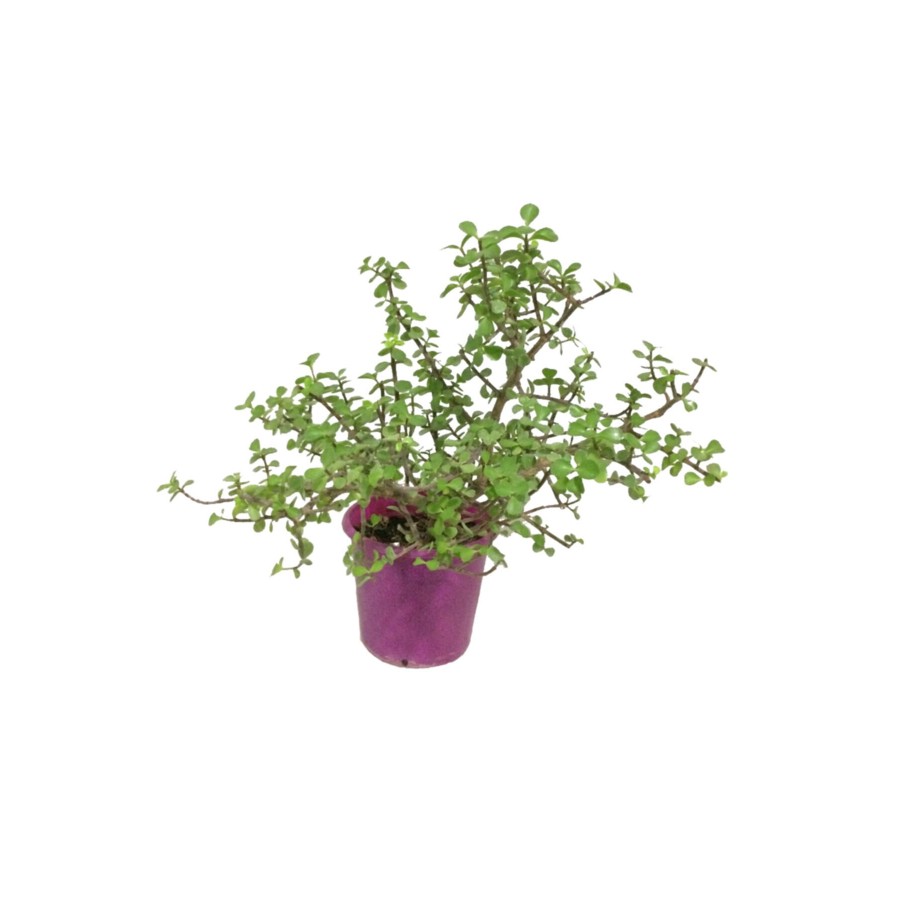 Portulacarıa Afra - Yeşim Ağacı (fil Azığı) Çok Dallı