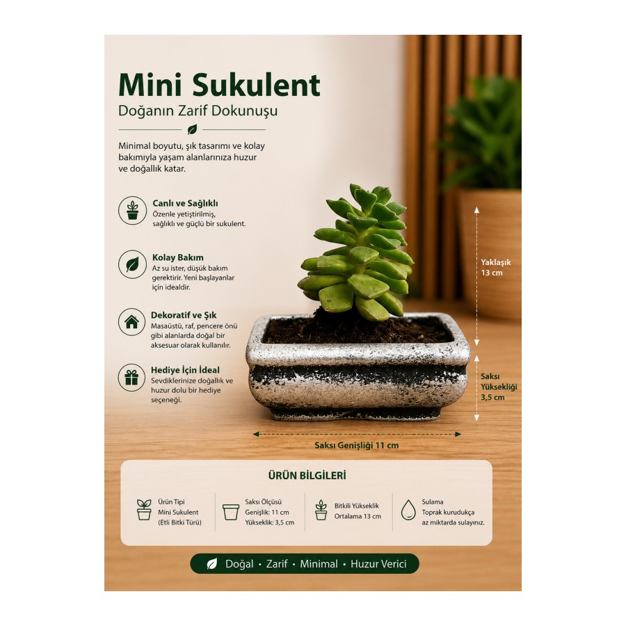 Mini Düğme Sukulent – Saksıda Canlı Dekoratif Bitki