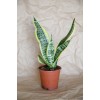 Sansevieria Trifasciata-paşa Kılıcı