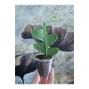 Epiphyllum Chrysocardium Atlas Çiçeği