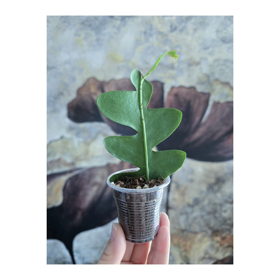 Epiphyllum Chrysocardium Atlas Çiçeği