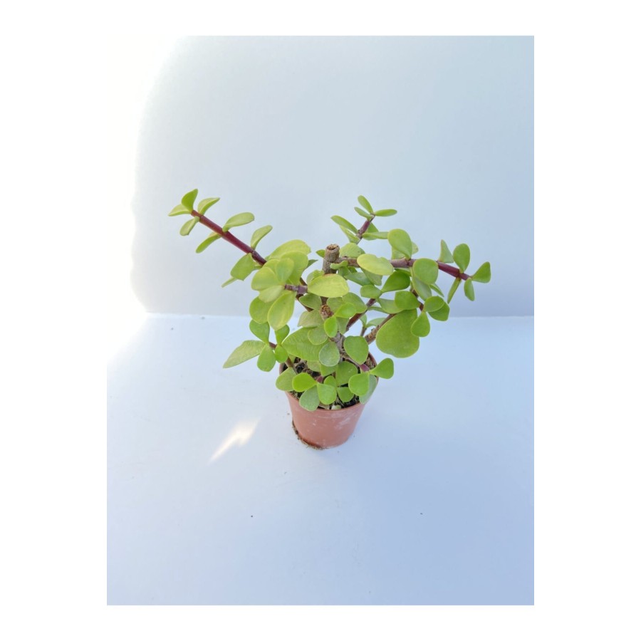 Kaktüs&sukulent Portulacaria Afra Diğer Adıyla Para Çiçeği