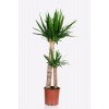 Yucca - Yuka Çiçeği 2 Gövdeli 125-150 Cm